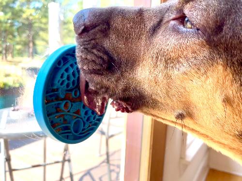 SodaPup Turtle eMat-Mini | Suction Cup Lick Mat for Small Dogs & Cats