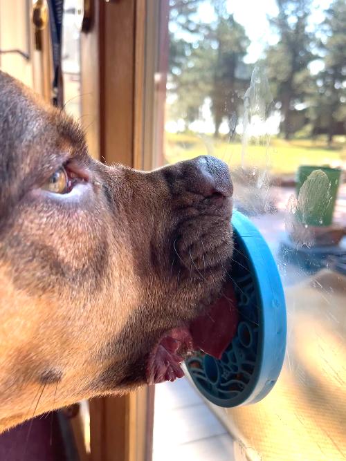 SodaPup Turtle eMat-Mini | Suction Cup Lick Mat for Small Dogs & Cats