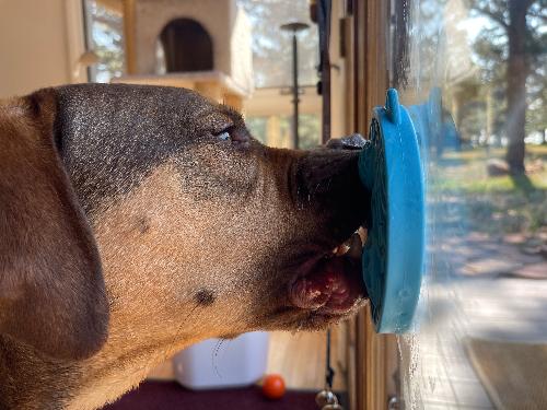 SodaPup Turtle eMat-Mini | Suction Cup Lick Mat for Small Dogs & Cats
