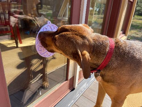 SodaPup Lotus eMat | Suction Cup Lick Mat for Dogs & Cats | USA Made